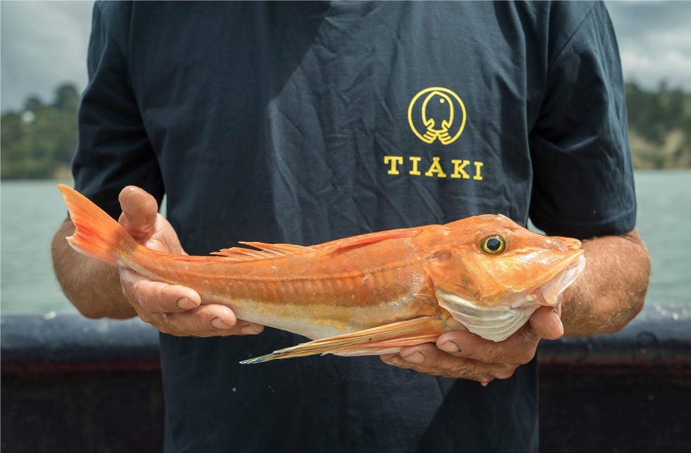 Transforming Bulk Seafood Harvesting by producing the Most Authentic Wild Fish
